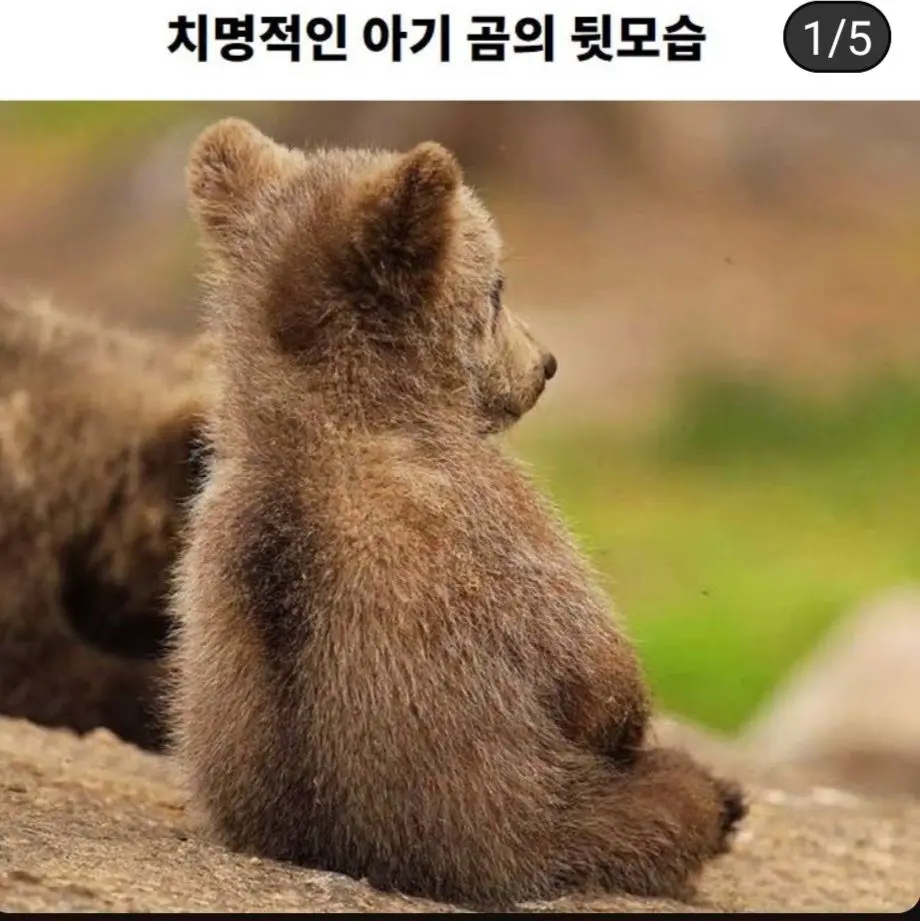 치명적인 아기 곰 | mbong.kr 엠봉