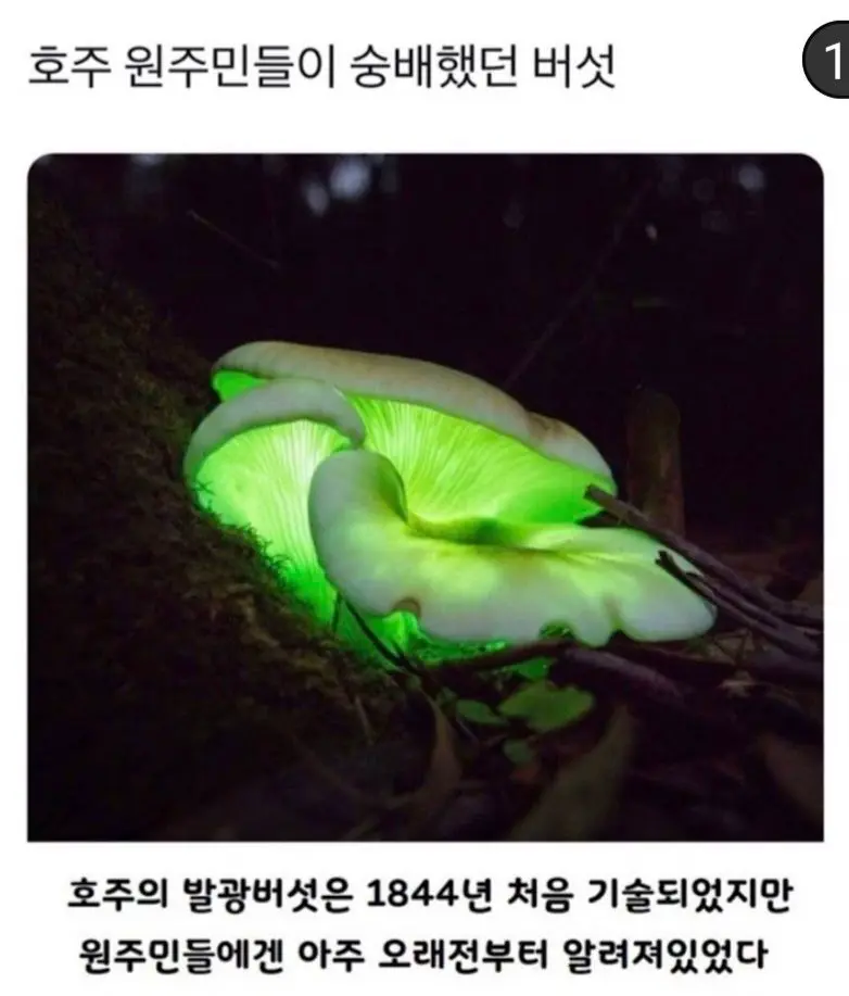 호주 원주민이 숭배한 버섯 | mbong.kr 엠봉