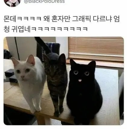 다시 봐도 의아한 고양이 짤 | mbong.kr 엠봉