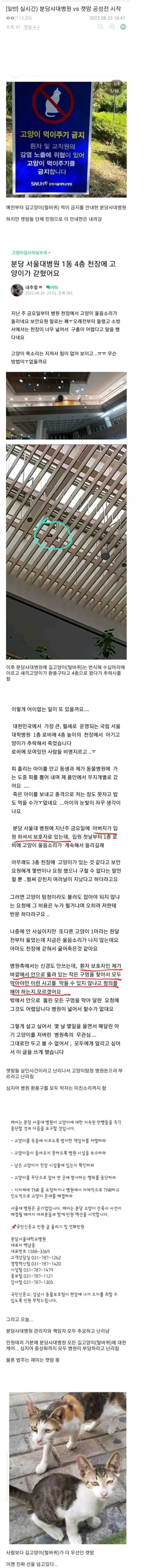 분당 서울대 병원 vs 캣맘 | mbong.kr 엠봉