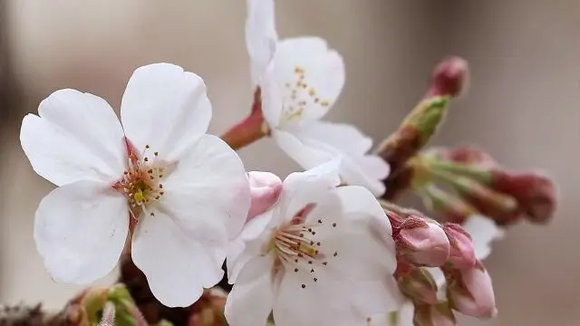 벚꽃으로 맨날 오인받는다는 덕수궁 문양 | mbong.kr 엠봉