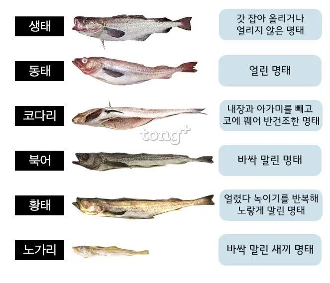 한국인이 너무나 사랑한 생선 | mbong.kr 엠봉