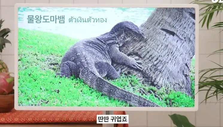 태국 공원에서 볼 수 있는 태국의 길고양이같은 동물...jpg | mbong.kr 엠봉