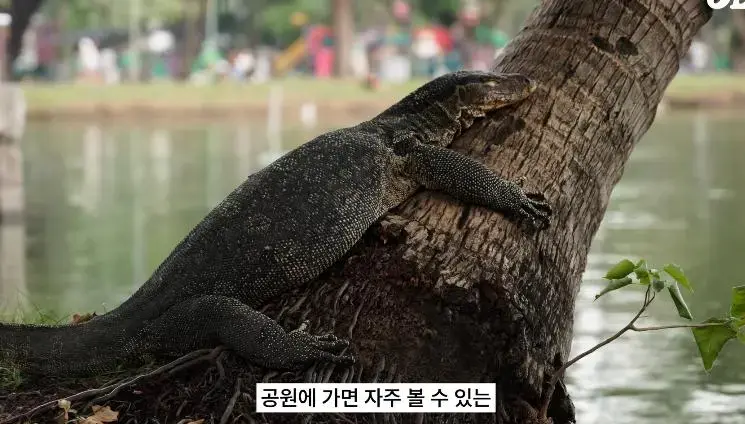 태국 공원에서 볼 수 있는 태국의 길고양이같은 동물...jpg | mbong.kr 엠봉