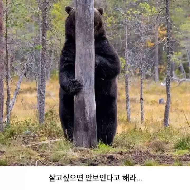 기가 막힌 곰의 위장술 | mbong.kr 엠봉