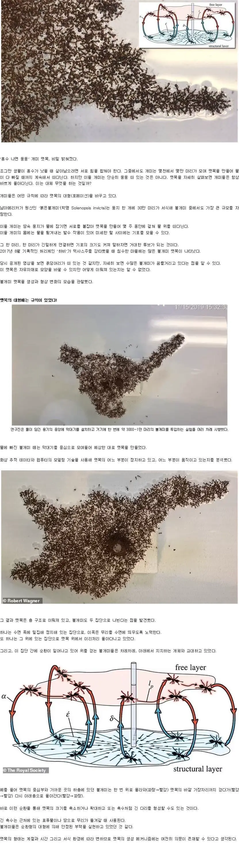 '홍수 나면 둥둥' 개미 뗏목, 비밀. | mbong.kr 엠봉
