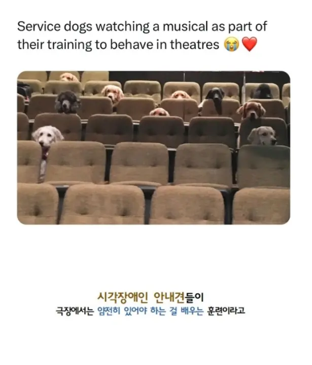 개들이 영화관에 모인 이유 | mbong.kr 엠봉