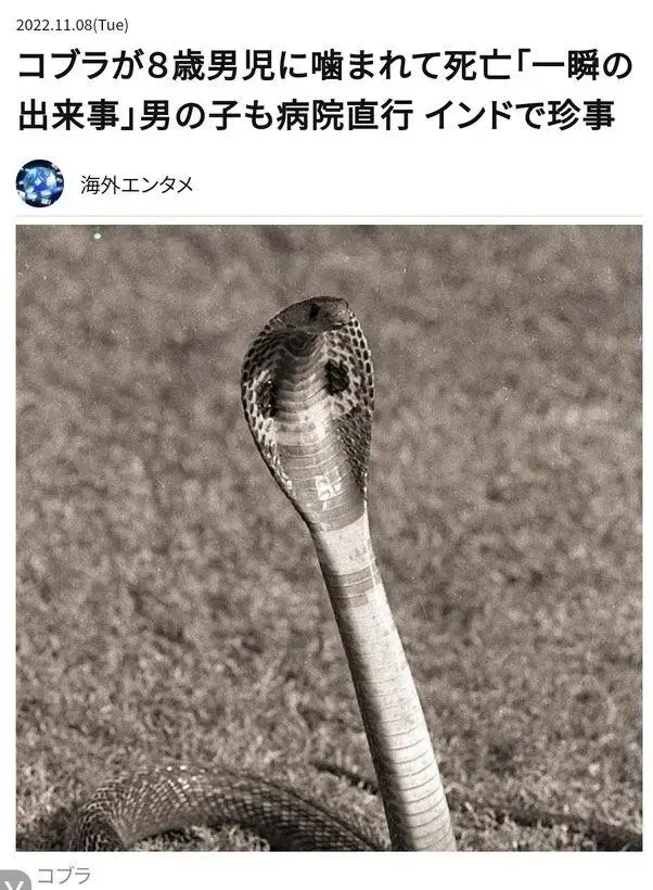 일본에서 화제가 된 코브라 물림 뉴스 | mbong.kr 엠봉