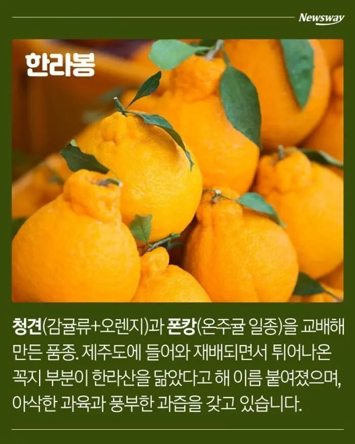 한라봉,천혜향,레드향,황금향 차이점 | mbong.kr 엠봉