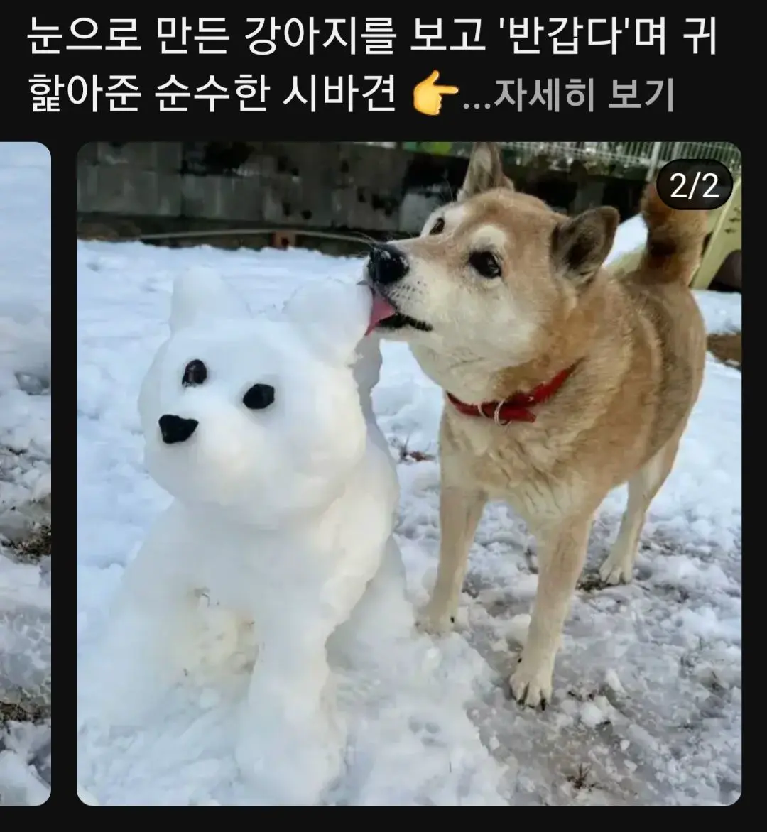 눈 강아지 만들어주니 좋아서 핥아주는 시바견 | mbong.kr 엠봉