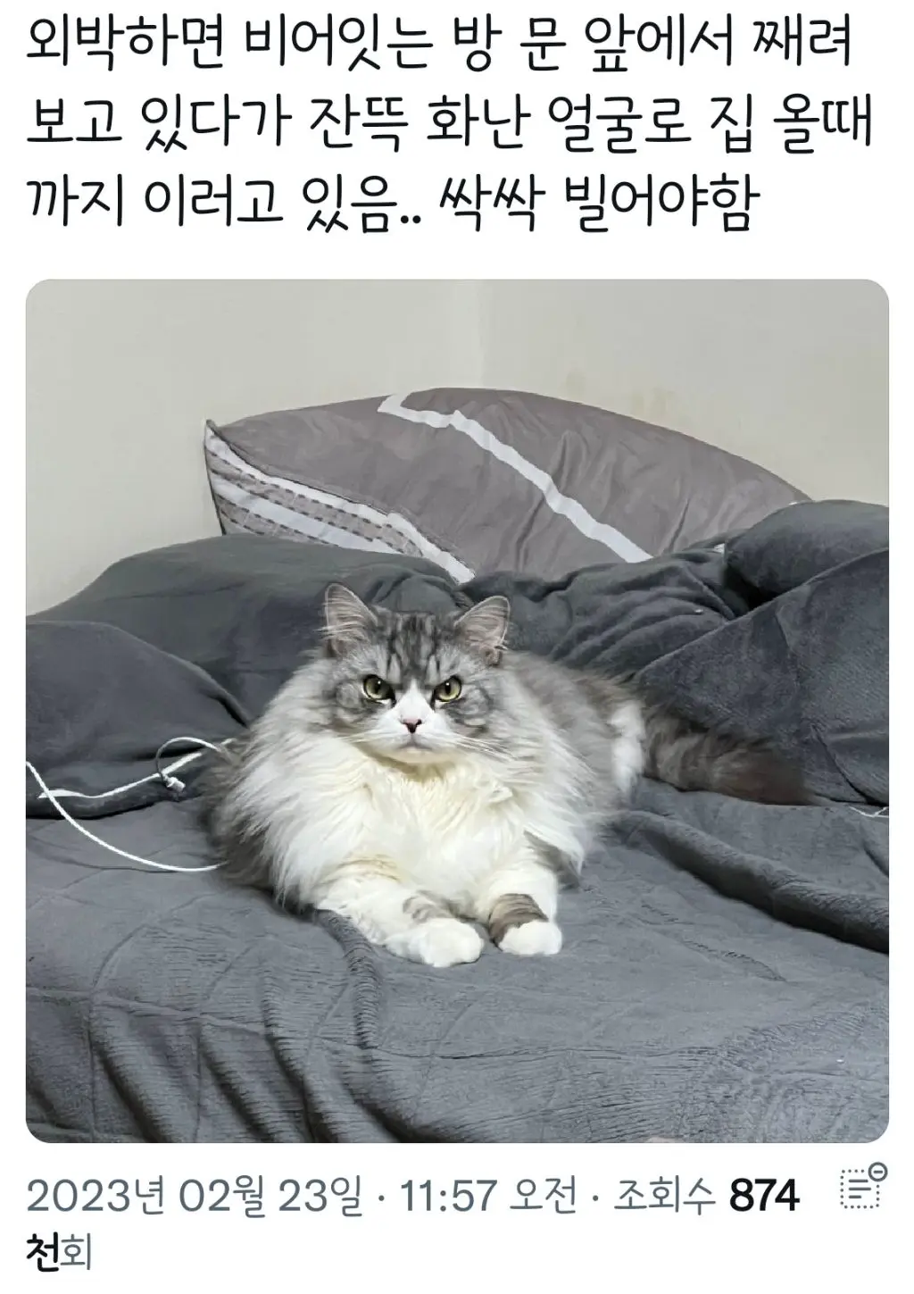 외박한 집사에게 삐진 고양이..jpg | mbong.kr 엠봉