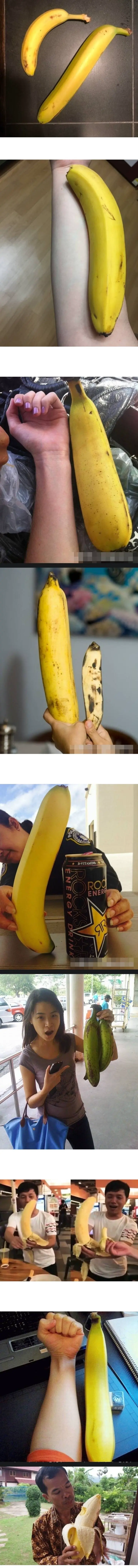 동남아 바나나 크기 | mbong.kr 엠봉
