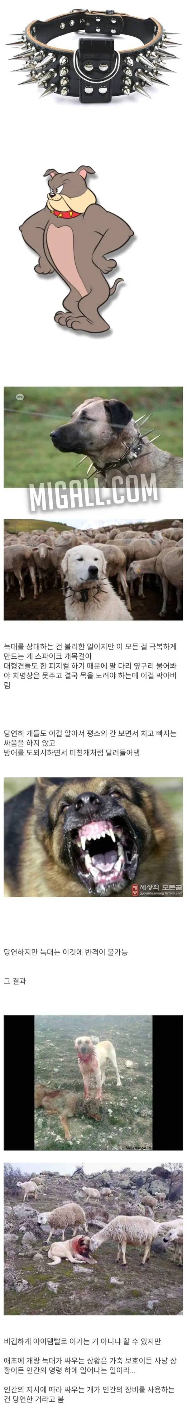 약혐?)개목걸이에 가시가 달려있는 이유 | mbong.kr 엠봉