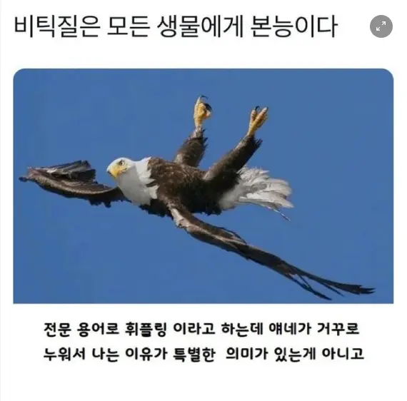 새들이 누워서 거꾸로나는이유 | mbong.kr 엠봉