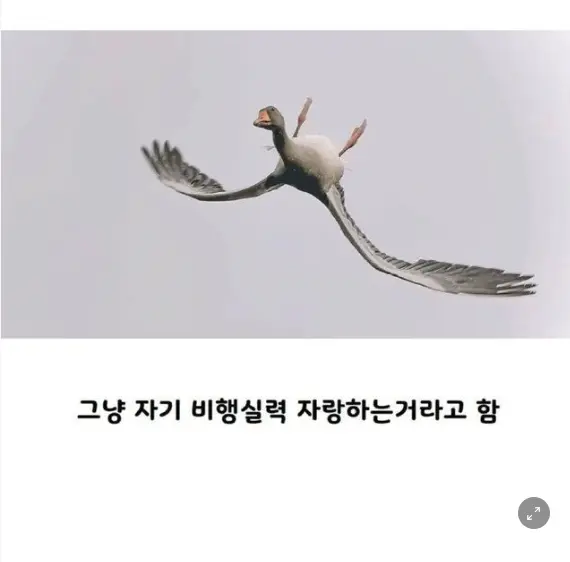 새들이 누워서 거꾸로나는이유 | mbong.kr 엠봉