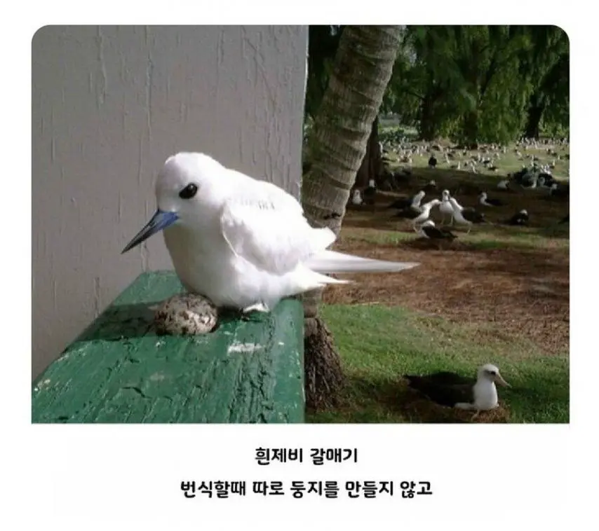 둥지없는 새. | mbong.kr 엠봉