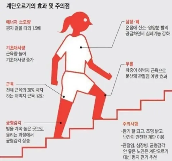 계단 오르기만 해도 운동이 되는 이유.jpg | mbong.kr 엠봉
