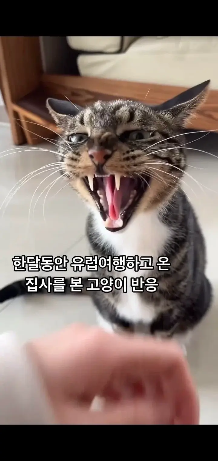 집 한달 비우고 돌아왔을 때 고양이 반응 | mbong.kr 엠봉
