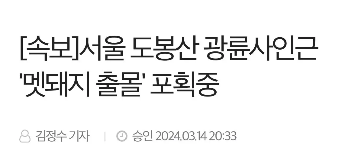 [속보]서울 도봉산 광륜사인근 '멧돼지 출몰' 포획중 | mbong.kr 엠봉