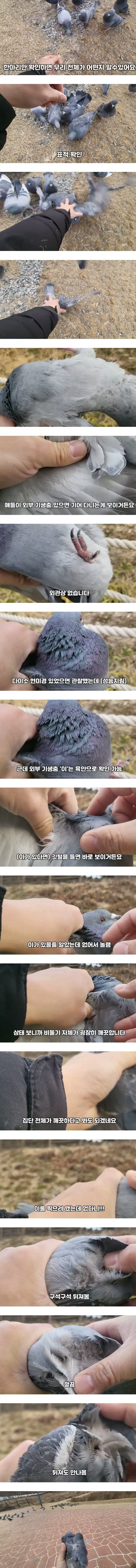 비둘기가 얼마나 더러운지 직접 보여주겠다는 사람.jpg | mbong.kr 엠봉