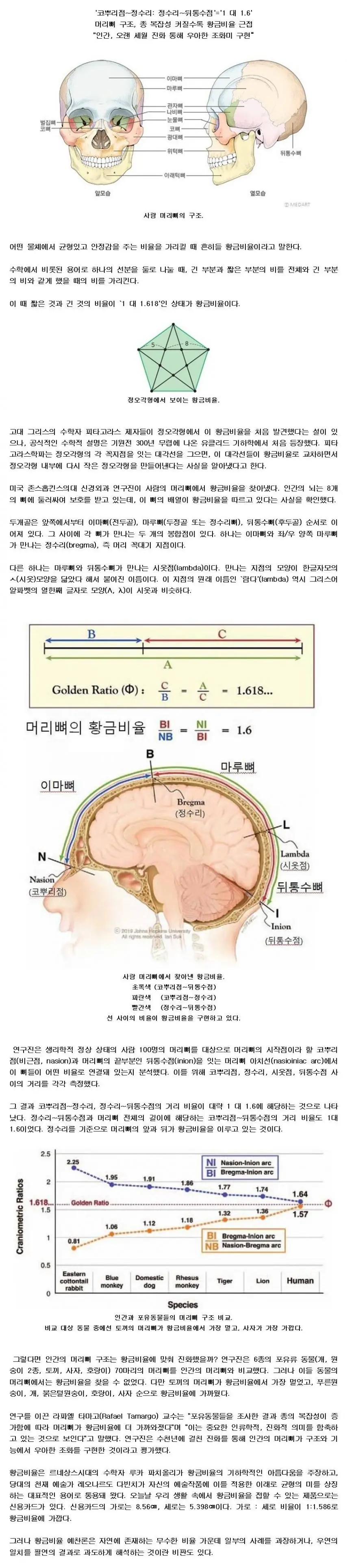사람 머리뼈 구조에 숨어 있는 황금비율. | mbong.kr 엠봉