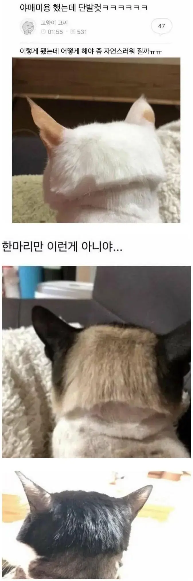 고양이 셀프 미용 참사.jpg | mbong.kr 엠봉