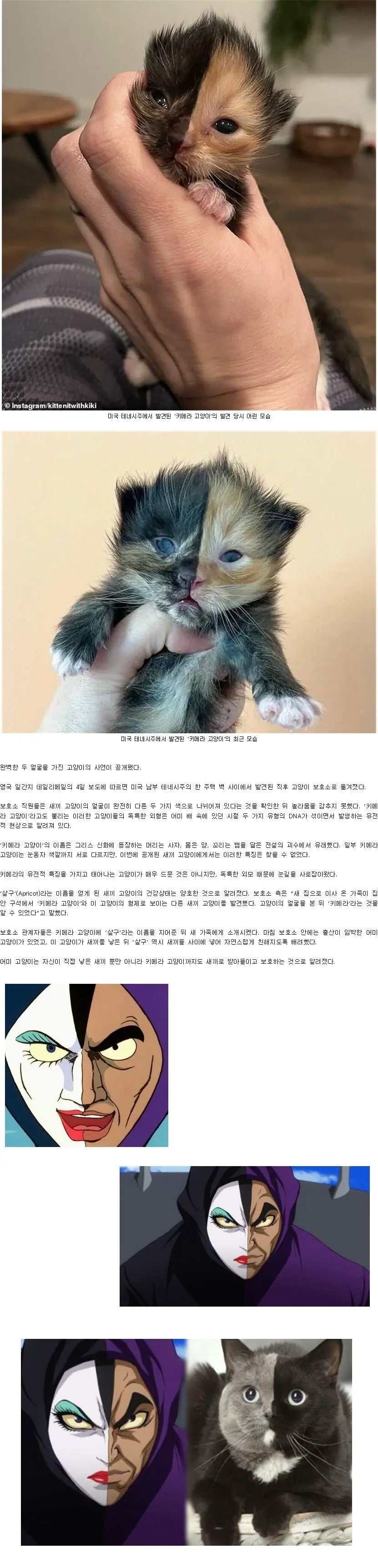 완벽한 두 얼굴 가진 '키메라 고양이'. | mbong.kr 엠봉