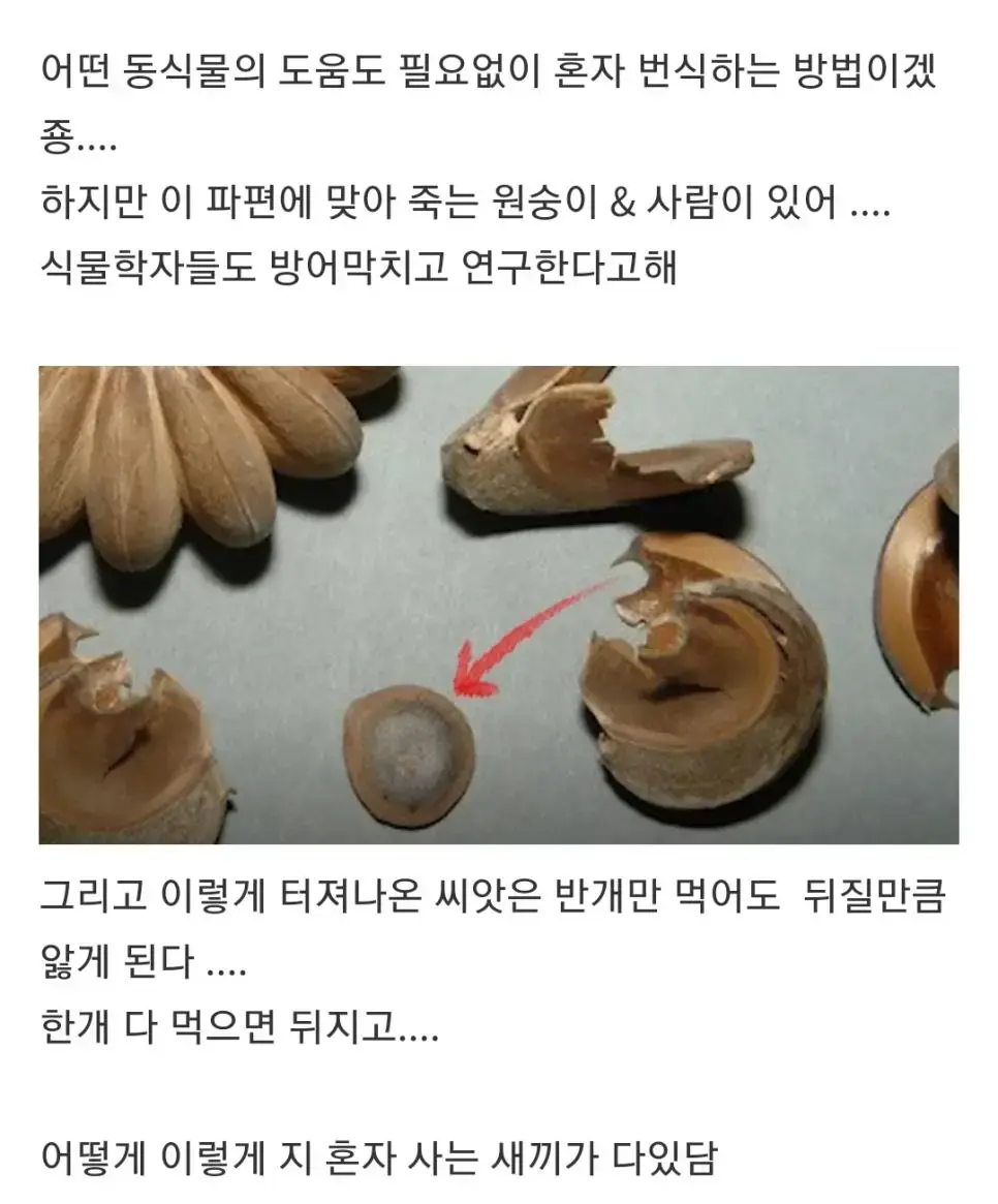 지독한 악의로 똘똘 뭉친 나무 | mbong.kr 엠봉