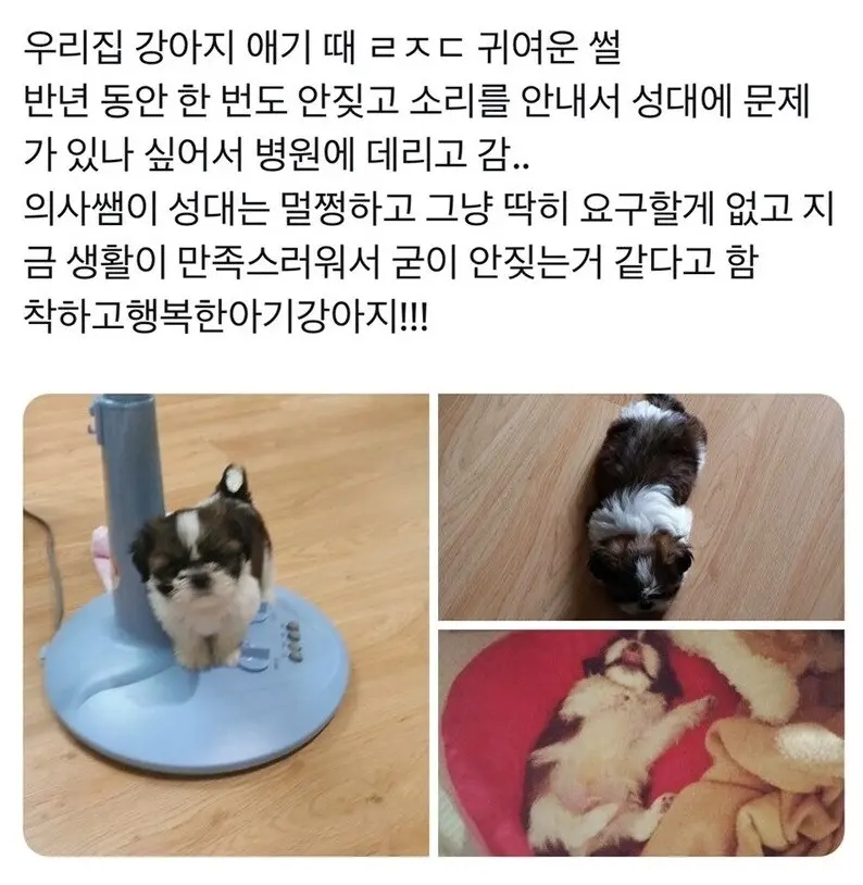 우리 강아지가 6개월동안 안 짖은 이유 | mbong.kr 엠봉