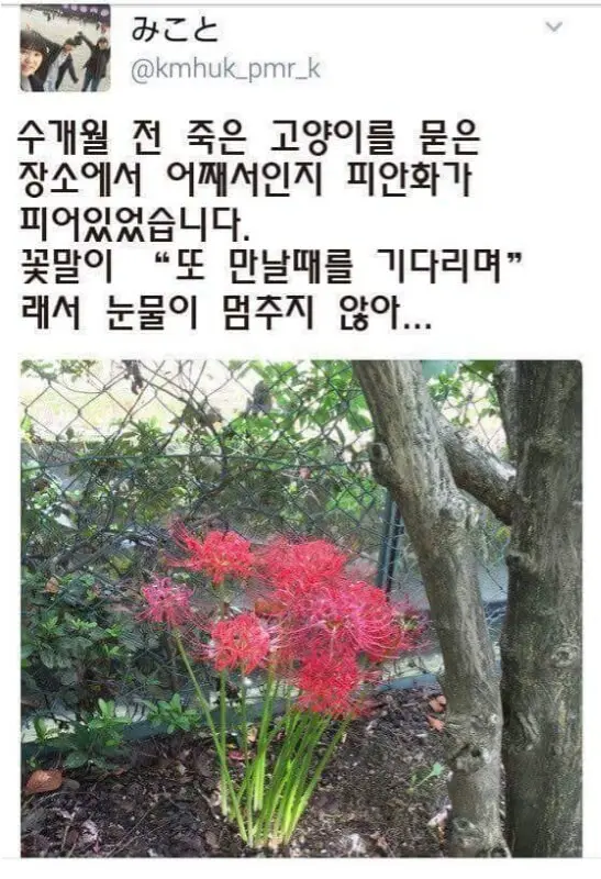 죽은 고양이의 무덤에 핀 꽃 | mbong.kr 엠봉