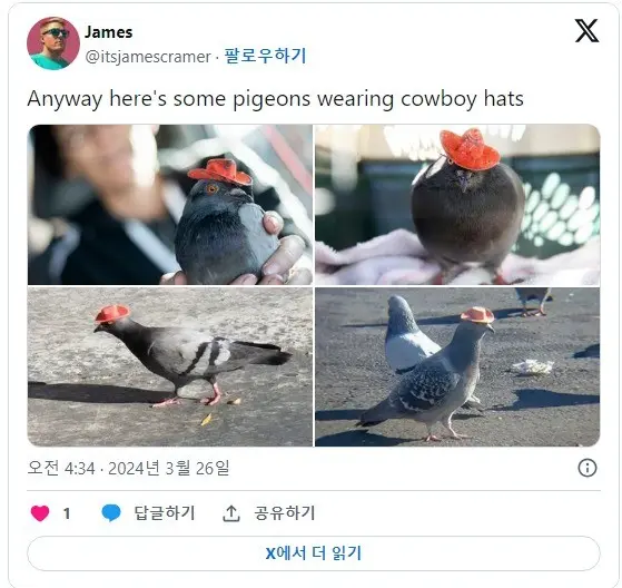 라스베가스에서 발견된 모자 쓴 비둘기 | mbong.kr 엠봉