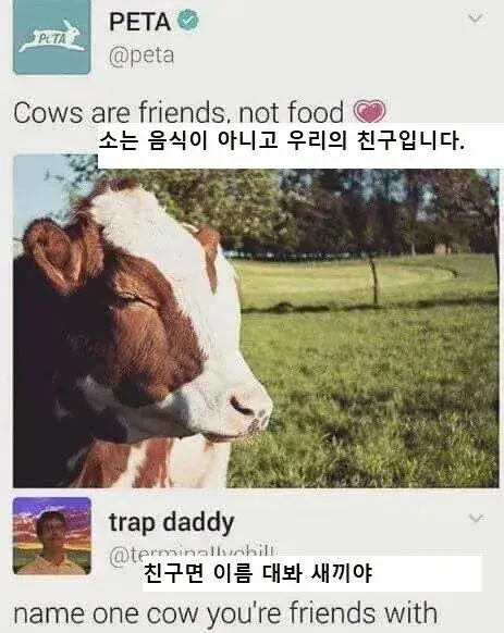 소는 친구입니다 | mbong.kr 엠봉