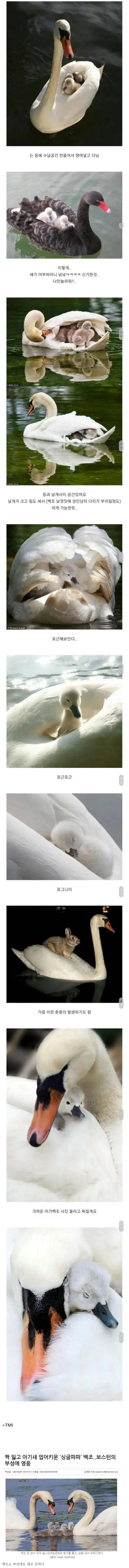 백조가 아기 백조들을 케어하는 방법 | mbong.kr 엠봉