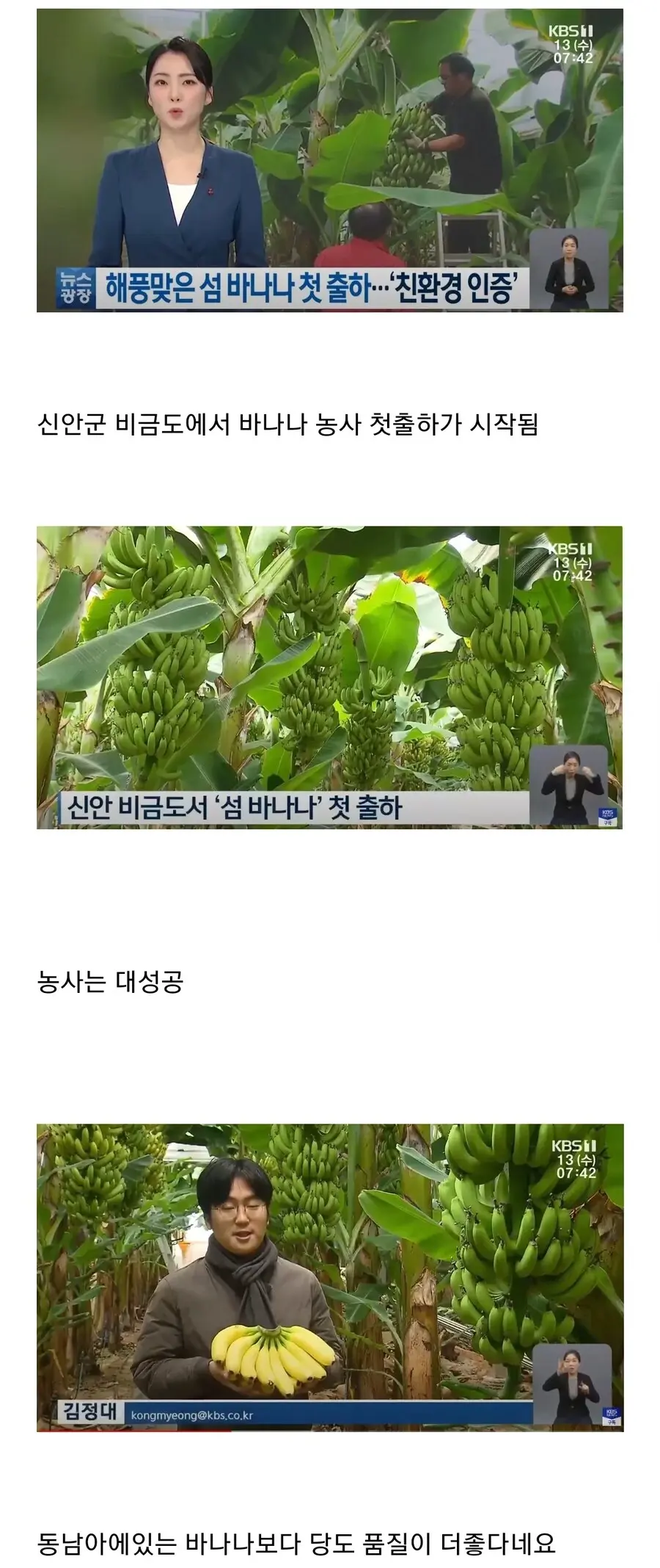 한국에서 본격적으로 시작된 바나나 농사.jpg | mbong.kr 엠봉