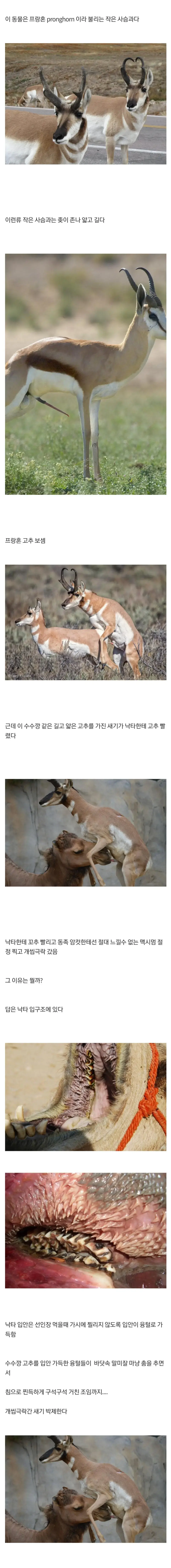 낙타한테 고추 빨려서 극락감.jpg | mbong.kr 엠봉