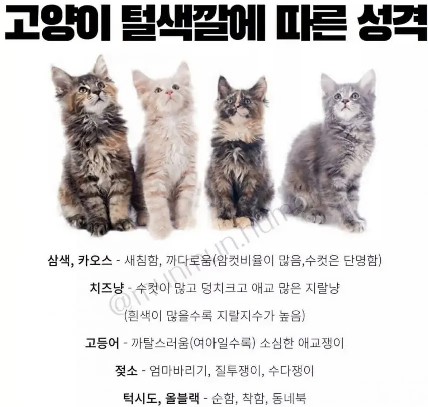고양이 털 색깔에 따른 성격. | mbong.kr 엠봉