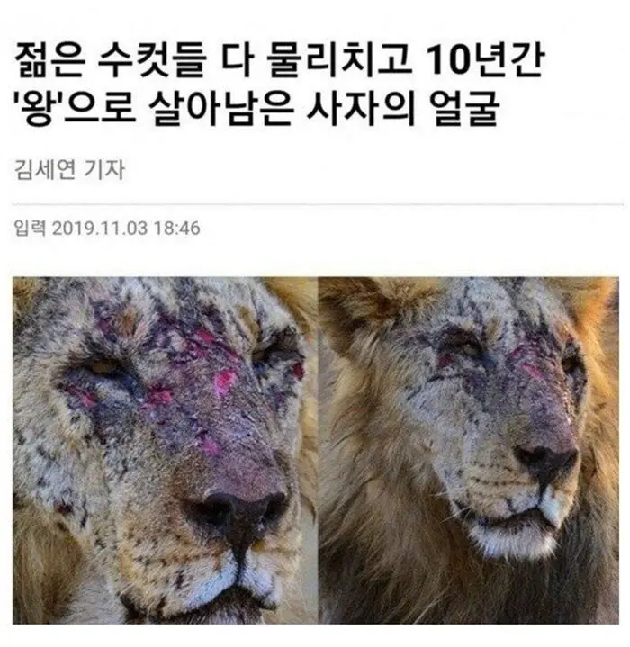 고전] 10년간 왕으로 군림한 사자의 얼굴.jpg | mbong.kr 엠봉
