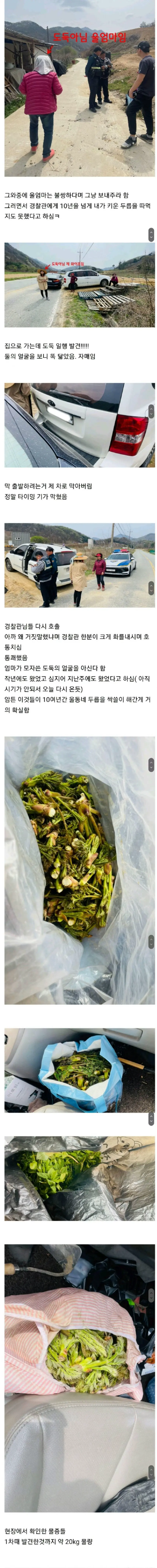 보배드림 두릅 도둑 잡은 썰 | mbong.kr 엠봉