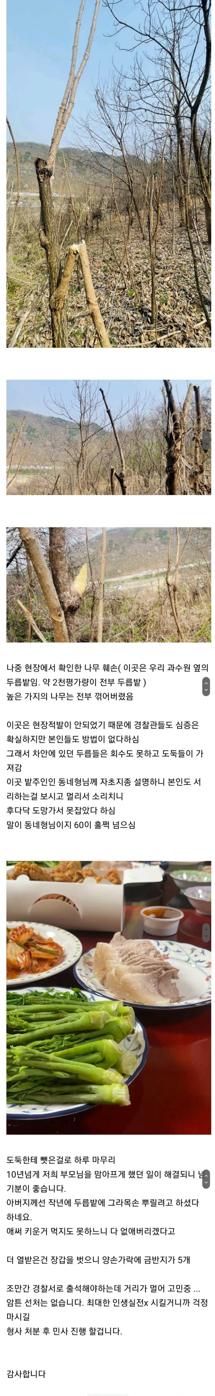 보배드림 두릅 도둑 잡은 썰 | mbong.kr 엠봉