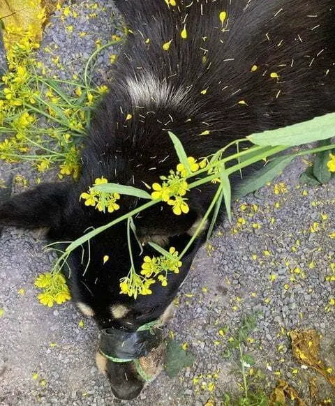 유채꽃밭에 버려진 강아지 | mbong.kr 엠봉
