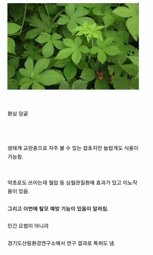 한국 생태계 개박살내는 외래종 잡초 근황 | mbong.kr 엠봉