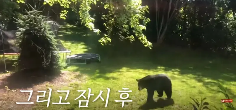 마당에 나타난 곰 내쫓은 기발한 방법.jpg | mbong.kr 엠봉