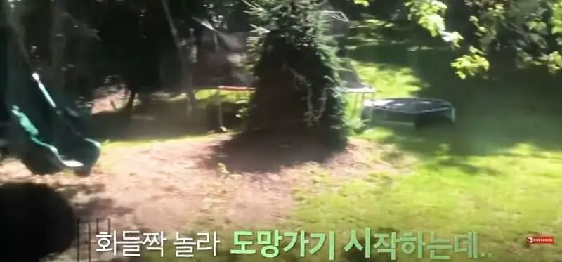 마당에 나타난 곰 내쫓은 기발한 방법.jpg | mbong.kr 엠봉