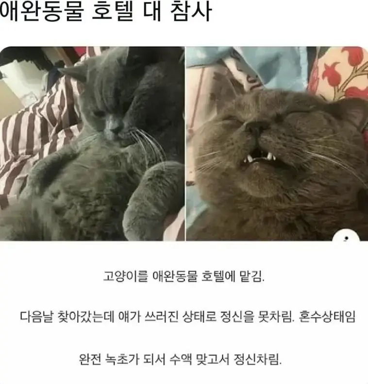 애완동물 호텔 대참사 | mbong.kr 엠봉