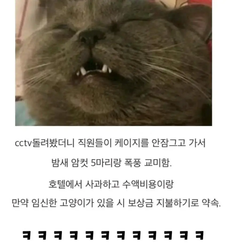 애완동물 호텔 대참사 | mbong.kr 엠봉