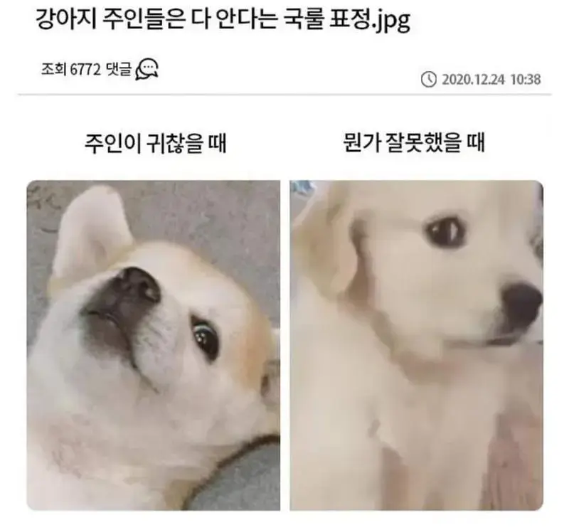 이것만 알면 당신도 강아지 마스터 | mbong.kr 엠봉