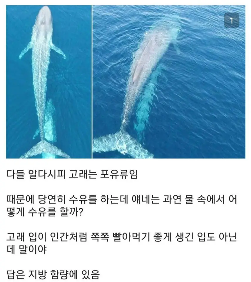 고래 모유의 비밀 | mbong.kr 엠봉