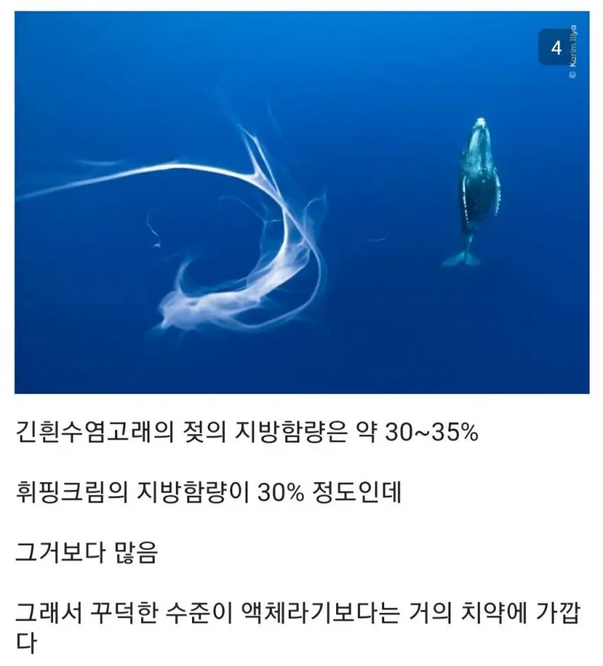 고래 모유의 비밀 | mbong.kr 엠봉