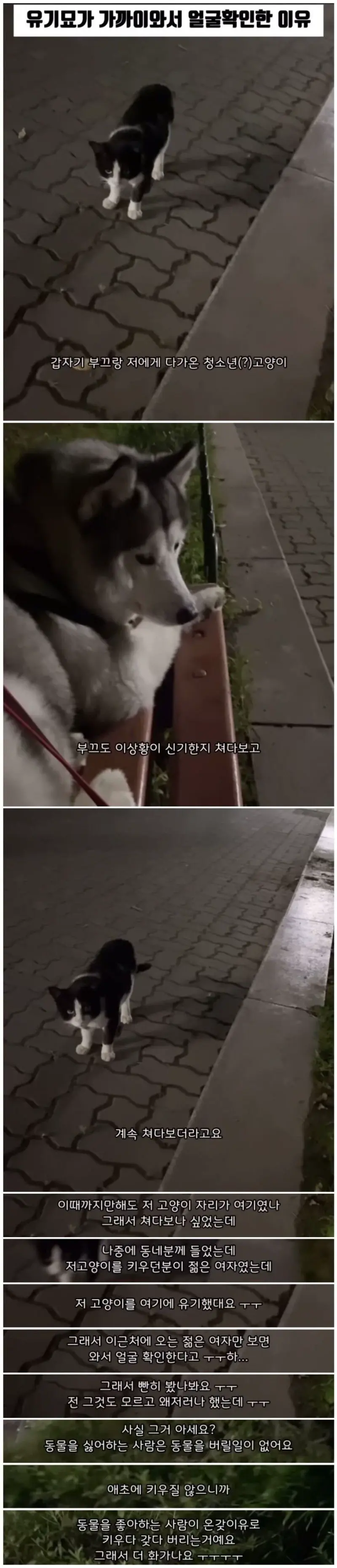 산책 나온 여자를 빤히 보는 고양이. | mbong.kr 엠봉