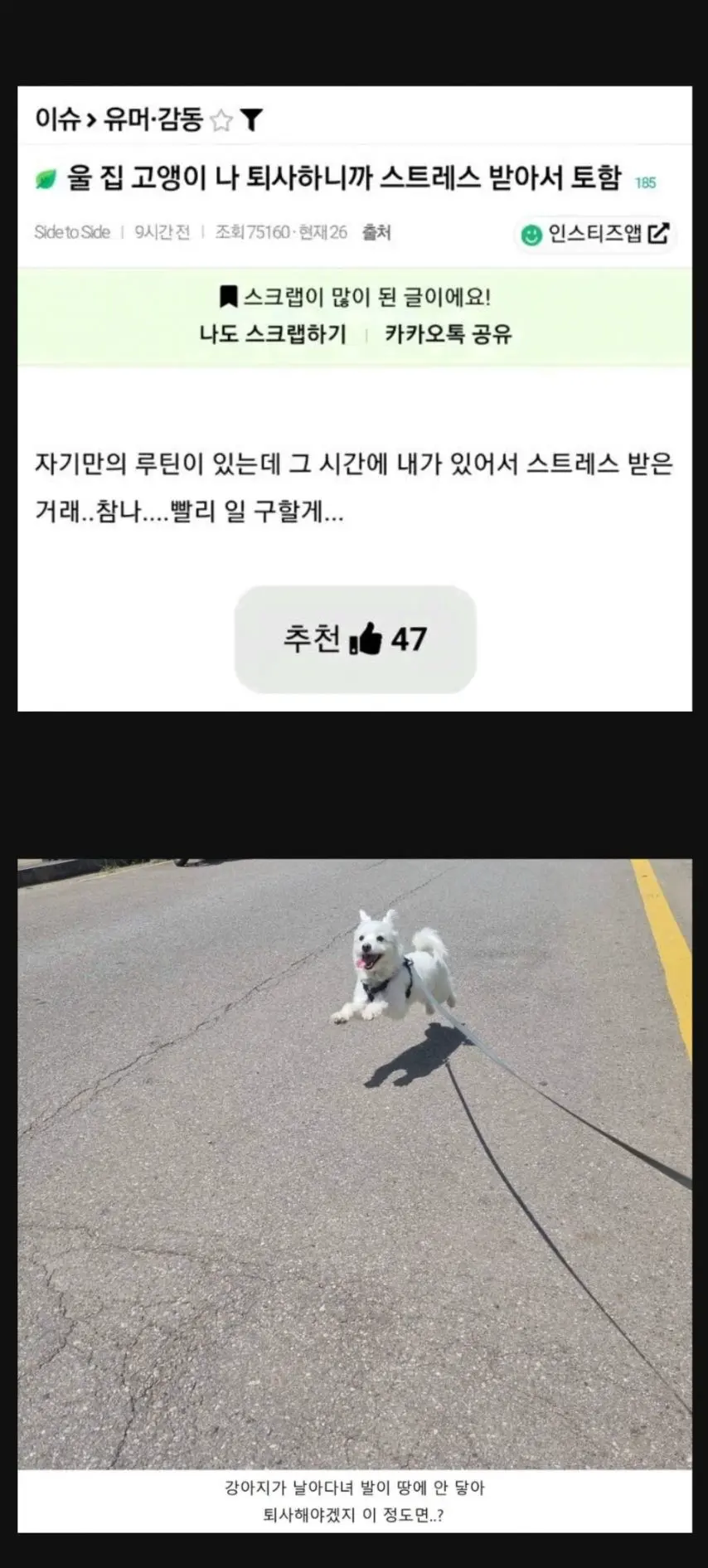 주인이 퇴사했을때 흔한 개와 고양이 | mbong.kr 엠봉